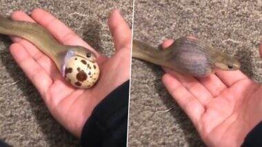 Snake Swallowed Egg Bigger Than its Head: सांप ने निगला अपने सिर से बड़ा अंडा, देखें शॉकिंग वीडियो