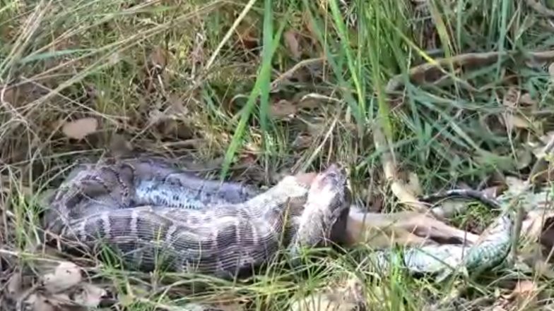 Viral Video: अजगर ने हिरण को एक ही बार में निगला, वीडियो देख दहशत में लोग