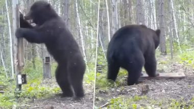 सैर करते समय शीशे पर पड़ी भालू की नजर, आइने में खुद को पहली बार देख जानवर की हो गई ऐसी हालत (Watch Viral Video)
