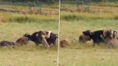 भैंस और उसके मासूम बच्चे पर कहर बनकर टूट पड़े शेर, बेरहमी से दोनों को उतार दिया मौत के घाट (Watch Viral Video)