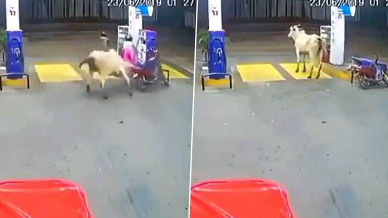 Viral Video: स्कूटी से जा रही लड़कियों पर गुस्सैल सांड ने किया हमला, जान बचाने के लिए गाड़ी छोड़कर भागने पर हुईं मजबूर