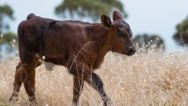 Bestiality Horror in Jharkhand: बछड़े के साथ अप्राकृतिक यौन संबंध बनाते सीसीटीवी कैमरे में कैद हुआ बांग्लादेशी, FIR दर्ज