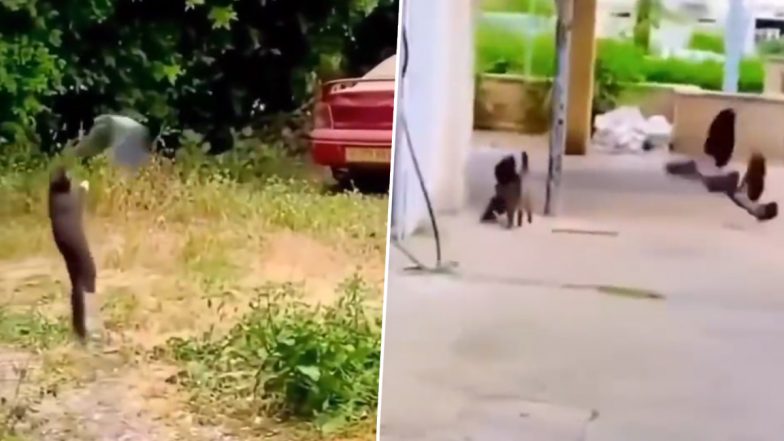 OMG! हवा में ऊंची छलांग लगाकर बिल्ली मौसी ने किया कौए का शिकार, Viral Video देख आंखों पर नहीं होगा यकीन
