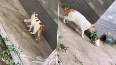 Viral Video: बिना बताए घूमने निकले बच्चे की मां बिल्ली ने की तबीयत से पिटाई, फिर मुंह में दबाकर ले गई घर