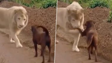 कुत्ते और बब्बर शेर के बीच दिखी जिगरी दोस्ती, अपने दोस्त से गर्मजोशी से मिला जंगल का राजा (Watch Viral Video)