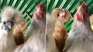 Hen Dance Viral Video: म्यूजिक सुनते ही मुर्गी ने किया गजब का डांस, क्यूट अंदाज देख फिदा हो जाएंगे आप