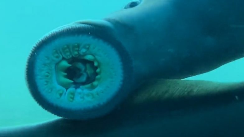 Lamprey Fish Viral Video: डायनासोर का खून भी चख चुकी हैं ये रहस्यमय मछलियां, 45 करोड़ साल से धरती पर हैं मौजूद