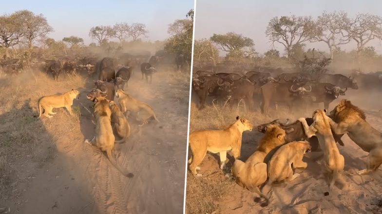 Viral Video: अपने बछड़े के बचाने के लिए काल के गाल में समा गई भैंस, खुद को किया खूंखार शेरों के हवाले