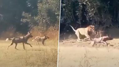 कुत्तों के झुंड ने शेर को अकेला देख किया अटैक, जंगल के राजा की दहाड़ सुन दुम दबाकर भागने पर हुए मजबूर (Watch Viral Video)