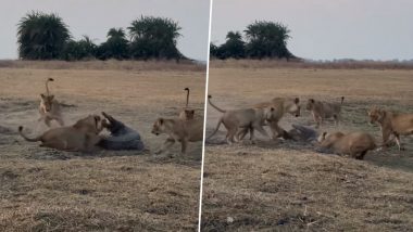 जब मगरमच्छ पर टूट पड़ा शेरों का झुंड, अपनी जान बचाने के लिए पानी के दैत्य ने लगा दी पूरी ताकत (Watch Viral Video)