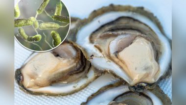 Death By Raw Oysters: सावधान! कच्ची सीपियां खाने से हो सकती है मौत, तेजी से फैल रहा खतरनाक समुद्री जीवाणु