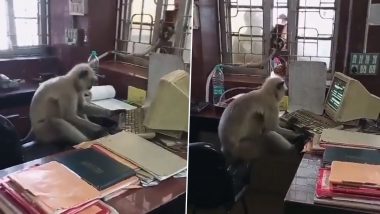 Viral Video: ऑफिस में कंप्यूटर के सामने बैठकर इसानों की तरह काम करते दिखे बंदर मामा, मजेदार वीडियो हुआ वायरल