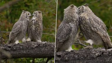 Owl Romance Viral Video: रोमांटिक हुआ उल्लू का जोड़ा, किस करके एक-दूसरे पर प्यार लुटाते आए नजर