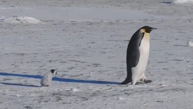 नन्हे-नन्हे कदमों से अपनी मां के पीछे चलता दिखा बेबी पेंगुइन, क्यूटनेस देख फिदा हुए लोग (Watch Viral Video)