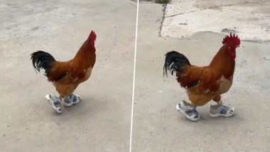 Viral Video: शूज पहनकर मुर्गे ने दिखाया अपना स्वैग, उसकी जबरदस्त चाल देख फिदा हुए लोग