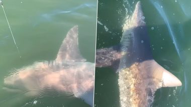 Viral Video: मछली पकड़ते समय मछुआरे के जाल में फंसी विशालकाय शार्क, हैरान करने वाला वीडियो हुआ वायरल