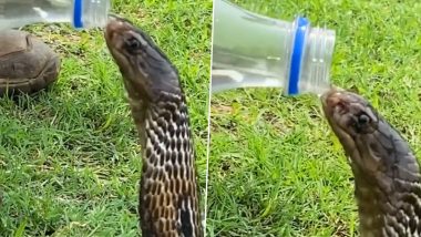 King Cobra Viral Video: जहरीले किंग कोबरा को लगी प्यास तो शख्स ने की मदद, बोतल से पानी पीते दिखे नागराज