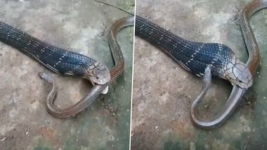 Viral Video: छोटे सांप पर विशालकाय किंग कोबरा ने बोला धावा, दबोचने के बाद नागराज ने उसे बनाया निवाला