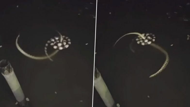 Viral Video: पानी के अंदर हुई दो खतरनाक सांपों के बीच जबरदस्त लड़ाई, देखें हैरान करने वाला वीडियो