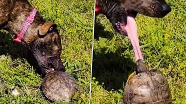 Viral Video: कछुए को कमजोर समझने की गलती कर बैठा कुत्ता, एक पल में जानवर ने ऐसे सिखाया सबक