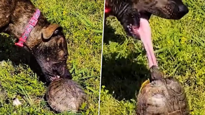 Viral Video: कछुए को कमजोर समझने की गलती कर बैठा कुत्ता, एक पल में जानवर ने ऐसे सिखाया सबक