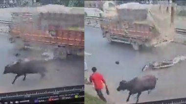 Accident Video: ग्रेटर नोएडा में भैंस से टकराकर गिरा बाइक सवार, ट्रक से कुचलकर हुई मौत, हादसे का वीडियो वायरल