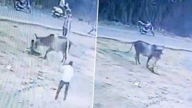 Cow Attack: गुजरात के मेहसाणा में गाय ने शख्स पर किया खतरनाक हमला, सींगों से मारा पैरों से रौंदा | VIDEO