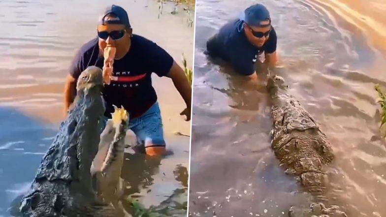 Viral Video: अपने मुंह से मगरमच्छ को मांस का टुकड़ा खिलाने की कोशिश करता दिखा शख्स, रोंगटे खड़े करने वाला वीडियो हुआ वायरल