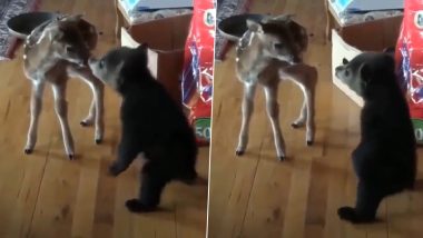 Viral Video: बेबी हिरण और नन्हे भालू में हुई दोस्ती, दोनों जानवरों की क्यूटनेस देख फिदा हो जाएंगे आप