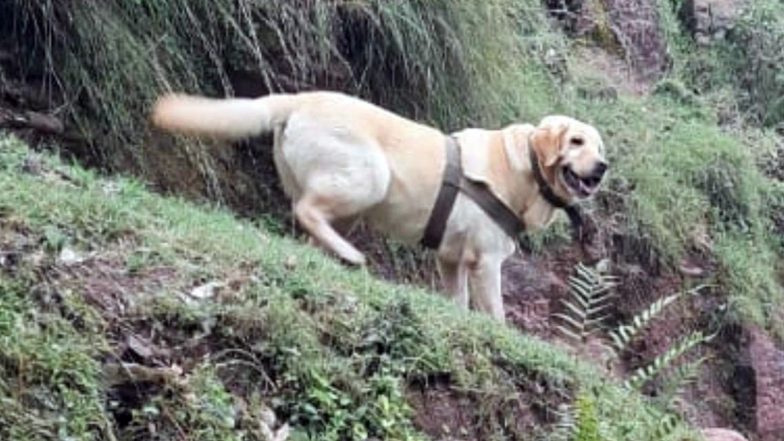 Kent- Indian Army's Dog Dies in Encounter: भारतीय सेना का डॉग 'केंट' राजौरी मुठभेड़ में शहीद, जवान की रक्षा करते हुए गई जान