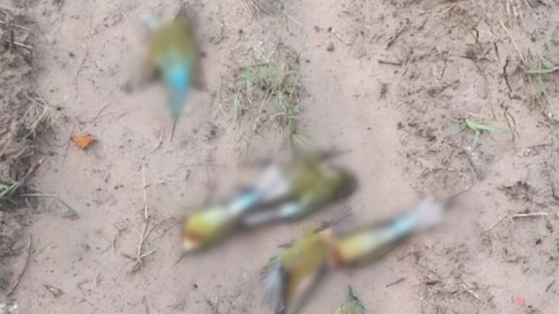 Neelkanth Birds Killed: 20 नीलकंठ पक्षियों को जहर देकर मारा, 2 लोगों के खिलाफ बदायूं में दर्ज हुई FIR