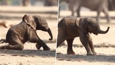 जन्म के तुरंत बाद नवजात हाथी ने चलने के लिए बढ़ाया पहला कदम, बार-बार गिरने के बाद भी नहीं हारी हिम्मत (Watch Viral Video)