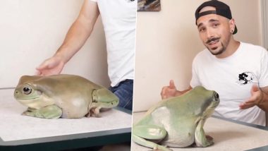 Giant Frog Viral Video: विशालकाय मेंढक ने उड़ाए लोगों के होश, उसका आकार देख आप भी हो जाएंगे हैरान