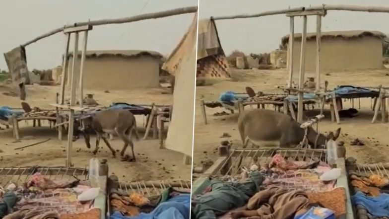 गर्मी से बचने का धांसू जुगाड़, गधे और चादर की मदद से बनाया ऐसा पंखा कि Viral Video देख चकरा जाएगा दिमाग