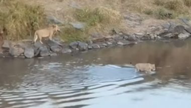 मगरमच्छों से भरी नदी को शेरनी ने बेखौफ होकर किया पार, लेकिन शेर की नहीं हुई आगे बढ़ने की हिम्मत (Watch Viral Video)