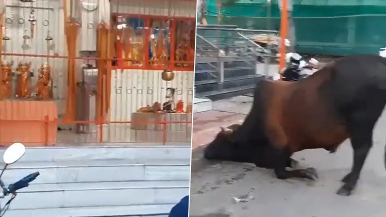 भगवान शिव के मंदिर के बाहर साष्टांग दंडवत प्रणाम करते दिखे नंदी, Viral Video देख आप भी कहेंगे हर-हर महादेव