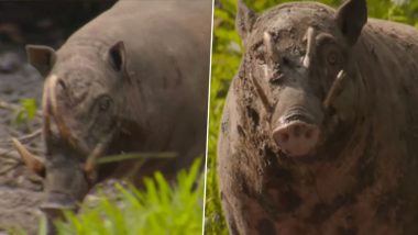 Viral Video: सींग है इस प्रजाति के सूअर का काल, खुद की खोपड़ी में छेद कर ले लेते हैं अपनी जान