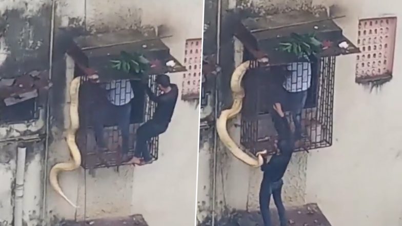Python Found in Thane? घर के खिड़की के बाहर लटका दिखा विशालकाय अजगर; देखें वीडियो