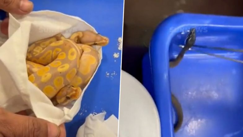 Python Smuggling: बैंकॉक से तस्करी कर लाए गए दुर्लभ अजगर के 12 बच्चे चेन्नई हवाई अड्डे पर जब्त, आरोपी गिरफ्तार (Watch Video)