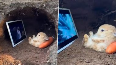 Viral Video: गाजर के तकिए पर आराम से लेटकर टैबलेट पर मूवी देखता नजर आया खरगोश, क्यूटनेस ने जीता सबका दिल