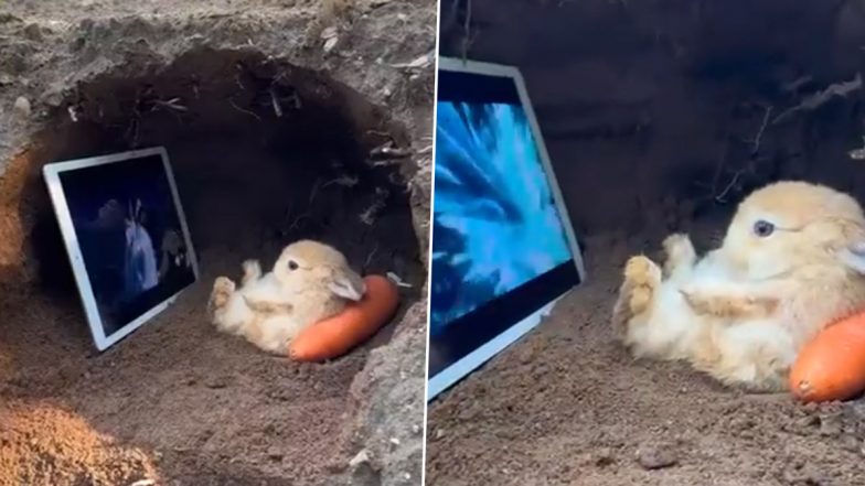 Viral Video: गाजर के तकिए पर आराम से लेटकर टैबलेट पर मूवी देखता नजर आया खरगोश, क्यूटनेस ने जीता सबका दिल