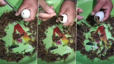 Viral Video: अंडे को फोड़ते ही उसमें से निकलने लगे ढेरों बिच्छू, नजारा देख उड़ जाएंगे आपके होश