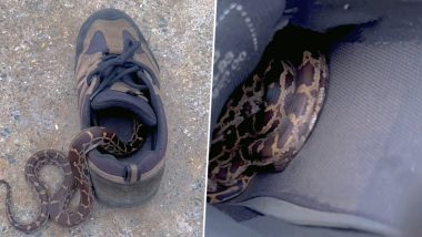 Snake Hides in Shoe: जूते के अंदर घुसकर छुपा खतरनाक सांप, नजारा देख पैरों तले खिसक जाएगी जमीन (Watch Viral Video)