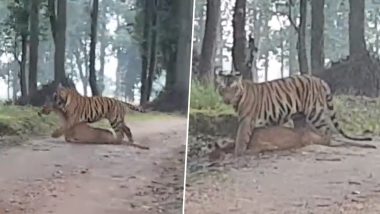 Viral Video: शिकार करने के बाद हिरण को घसीटकर जंगल की तरफ ले जाते दिखे बाघ, हैरान करने वाला वीडियो हुआ वायरल