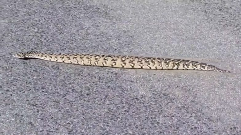 Non Slithering Snake: इस अजीब सांप की चाल-ढाल देखकर रह जाएंगे दंग, कभी नहीं देखा होगा ऐसा स्नेक