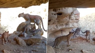 Rare Persian Leopards Caught on Camera: पर्शियन तेंदुओं के परिवार ने तुर्कमेनिस्तान में ट्रैप कैमरे के सामने घर बनाया, देखें मंत्रमुग्ध कर देने वाला वीडियो