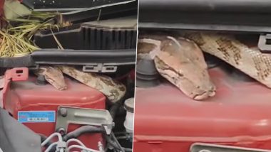 Python Rescued From Car in Delhi: गाड़ी के अंदर छिपकर बैठा था छह फुट लंबा इंडियन रॉक पायथन (देखें वीडियो)