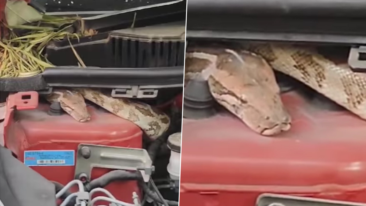 Python Rescued From Car in Delhi: गाड़ी के अंदर छिपकर बैठा था छह फुट ...