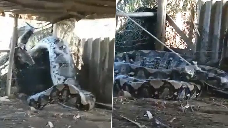 Python Trying to Cross a Fence: बाड़ को पार करने की कोशिश में फंस गया भारी भरकम अजगर, देखें वीडियो