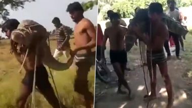 Man Carries Huge Crocodile on Shoulder: यूपी के ललितपुर में नाले से रेस्क्यू करने के बाद शख्स ने अपने कंधे पर ढोया विशाल मगरमच्छ (देखें वीडियो)